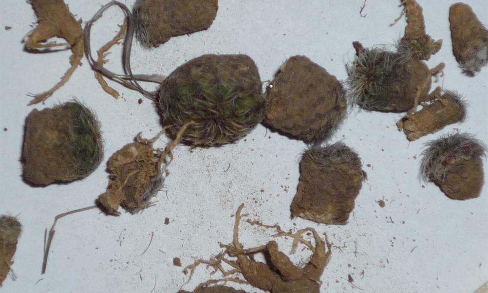 2015-1-26-1134foto 3 kaktusy.jpg